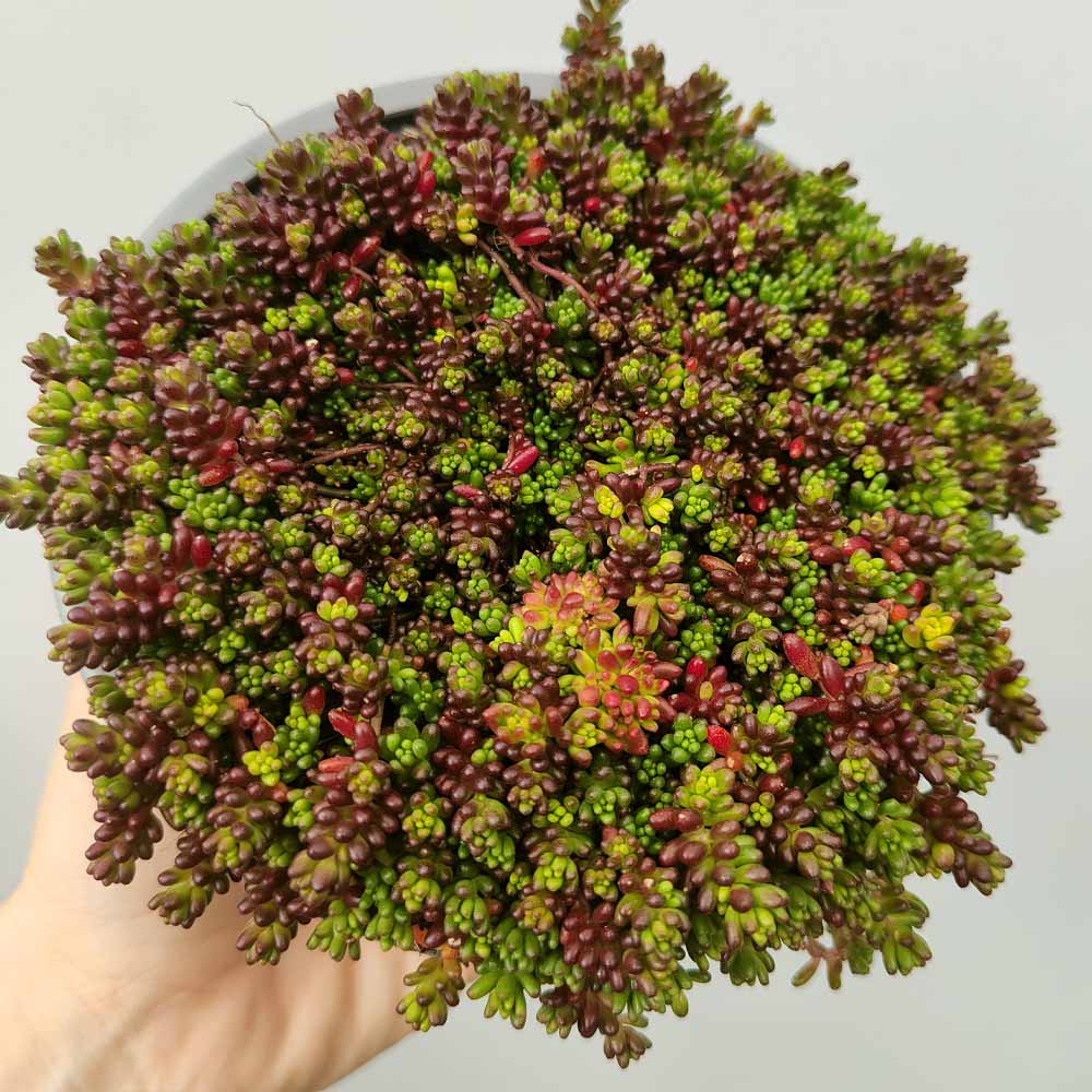 sedum oreganum