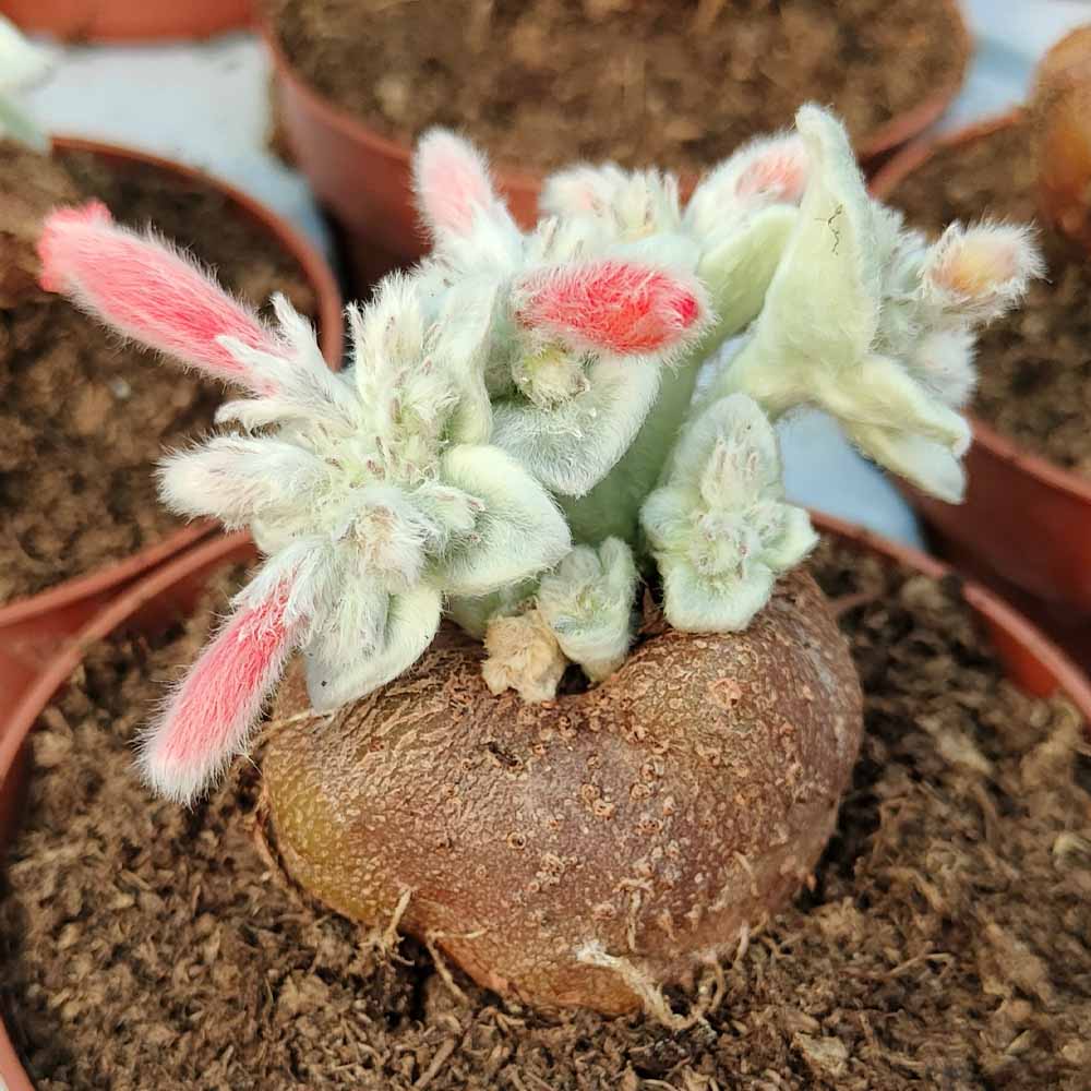 sinningia leucotricha FIORE