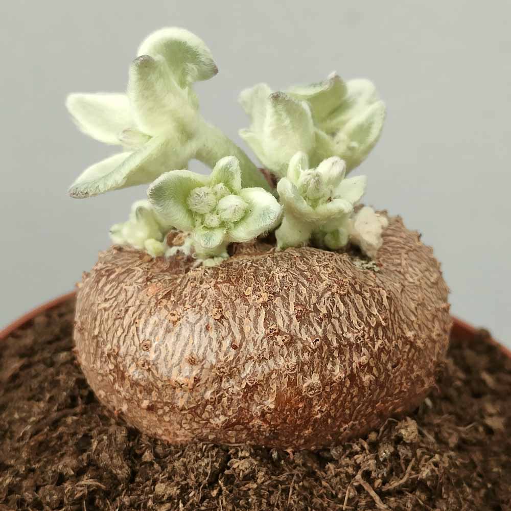 sinningia leucotricha