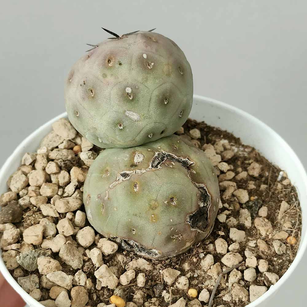 tephrocactus geometricus pianta