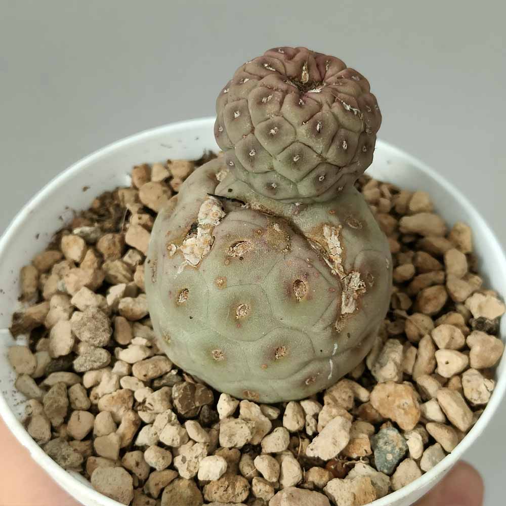 tephrocactus geometricus pianta