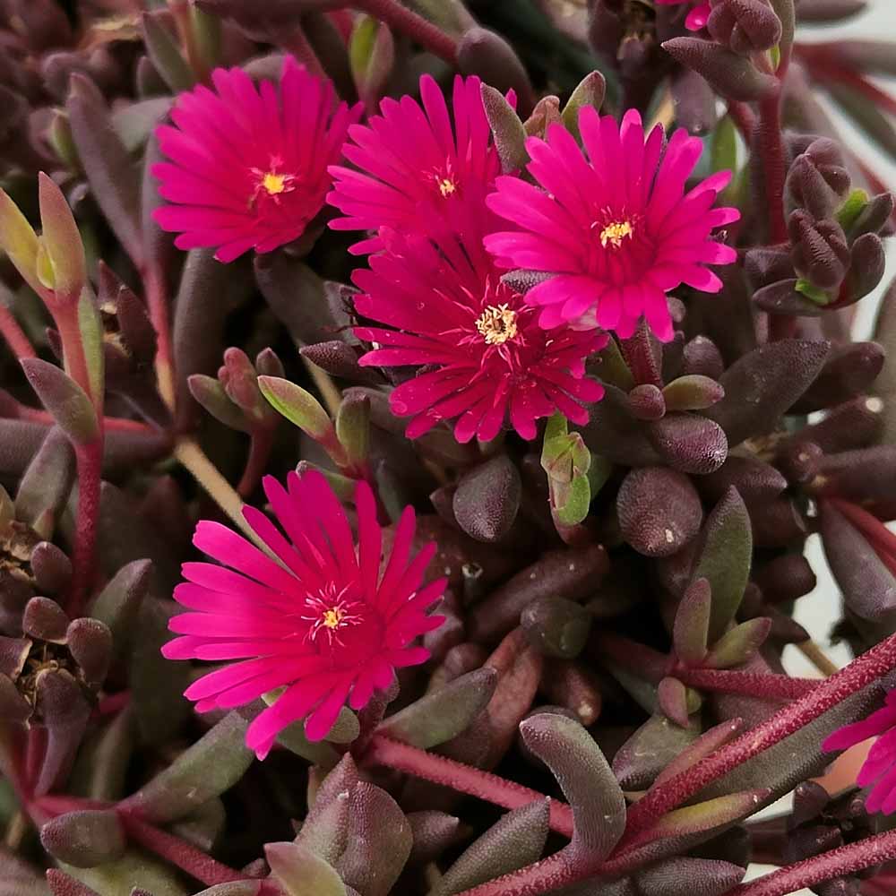Delosperma Desert Dancers® Red fiore