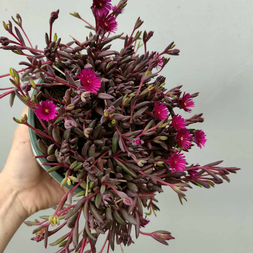 Delosperma Desert Dancers® Red