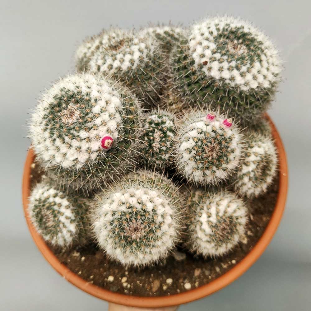 Mammillaria hahniana pianta