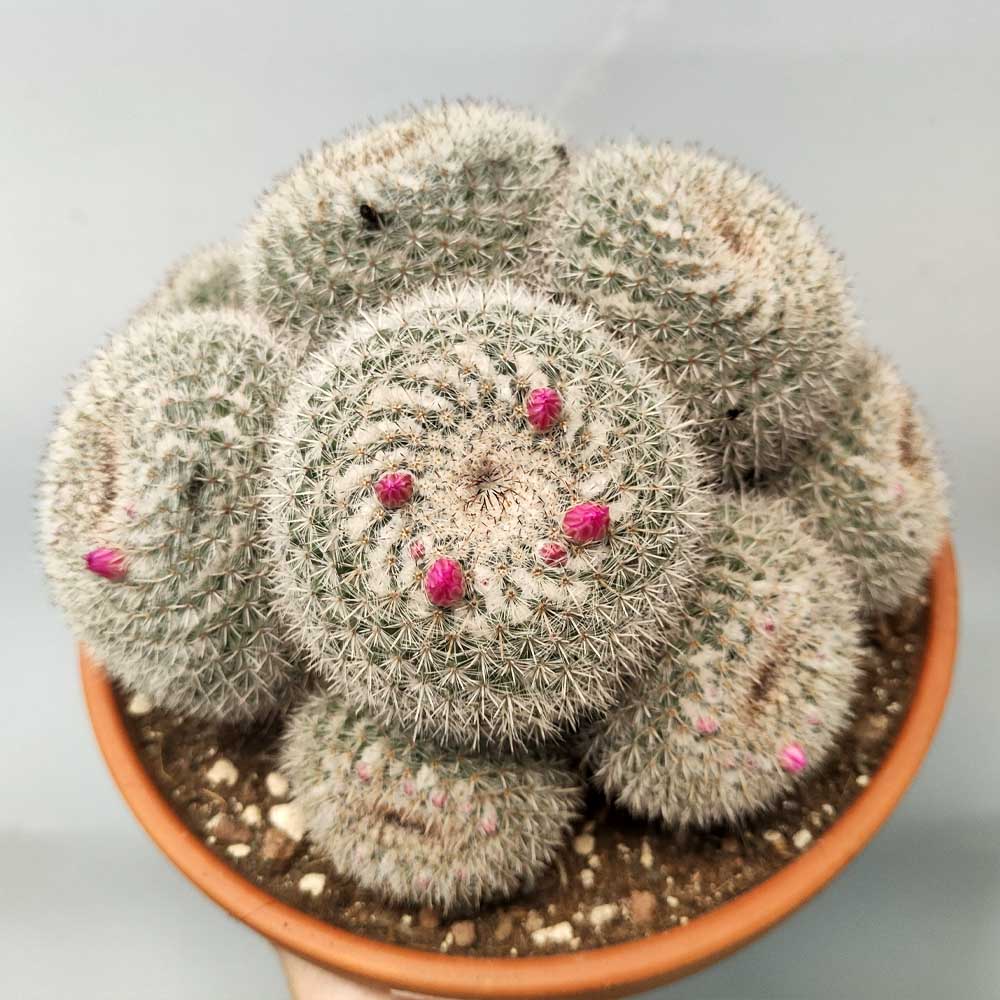 Mammillaria hahniana
