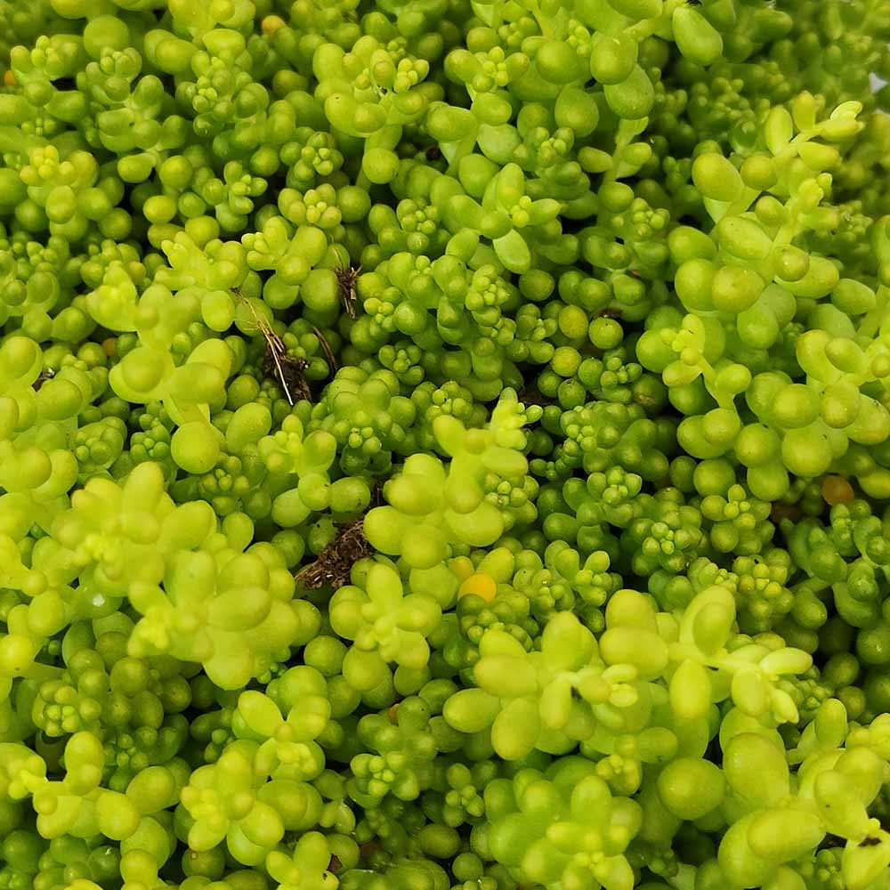 Sedum album micranthum PIANTA