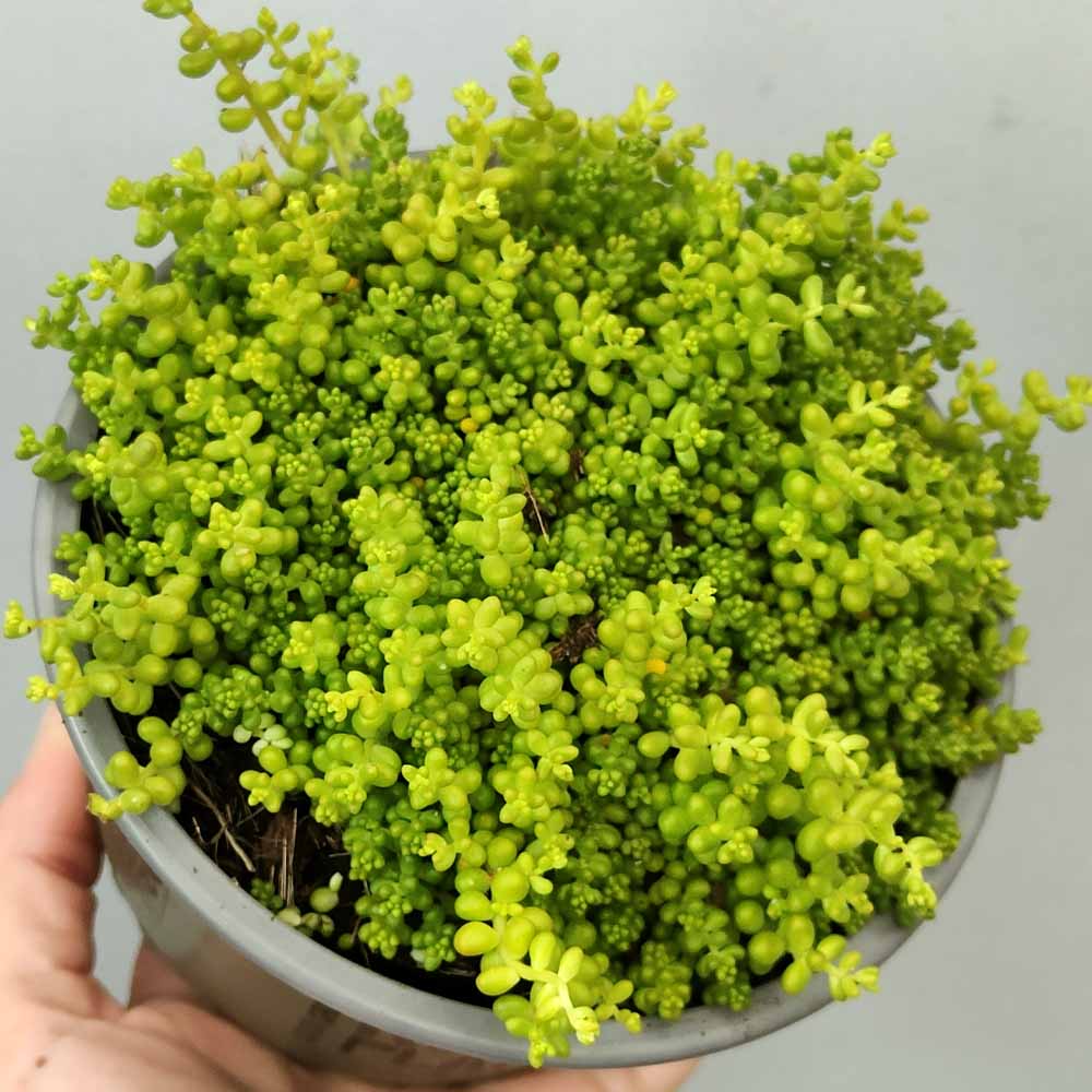 Sedum album micranthum