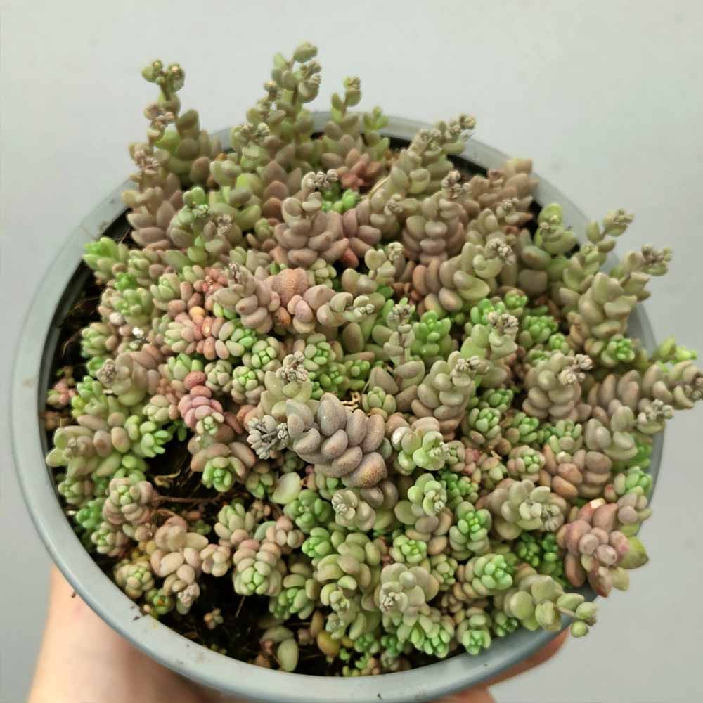 Sedum dasyphyllum