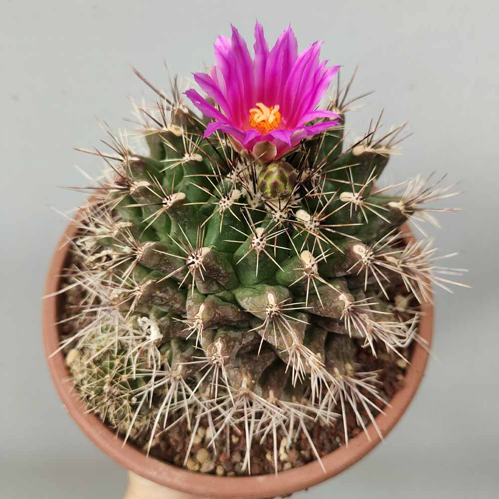 Thelocactus cactus