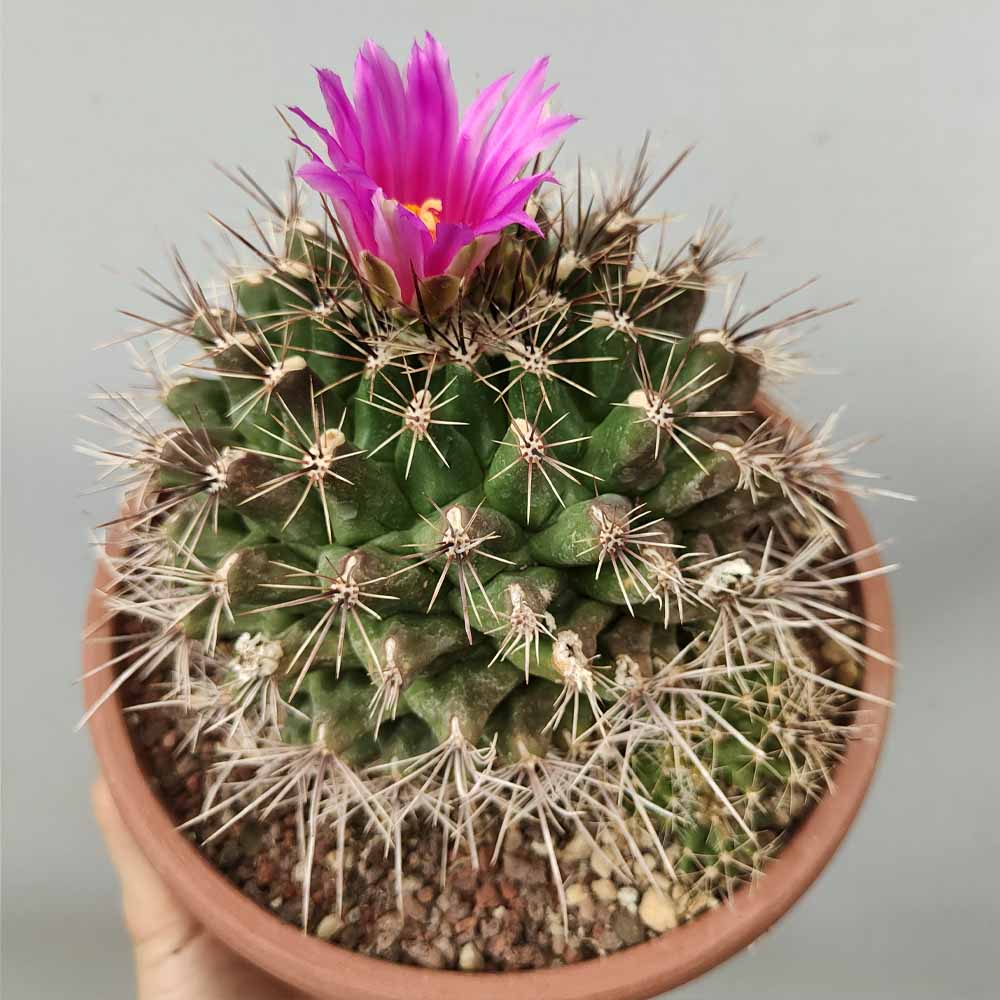 Thelocactus pianta