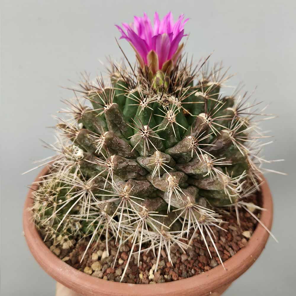Thelocactus