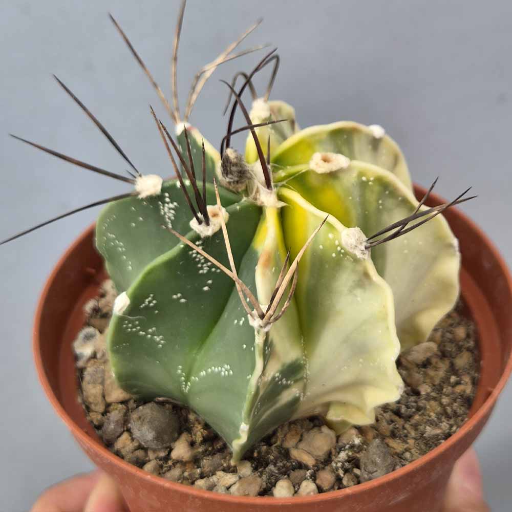 astrophytum capricorne variegato