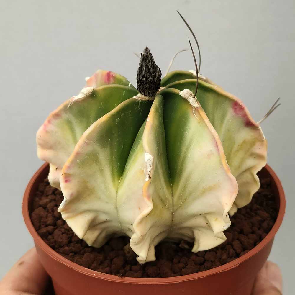 astrophytum capricorne variegato cactus