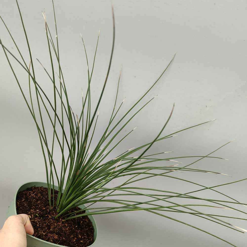 dasylirion longissimum pianta