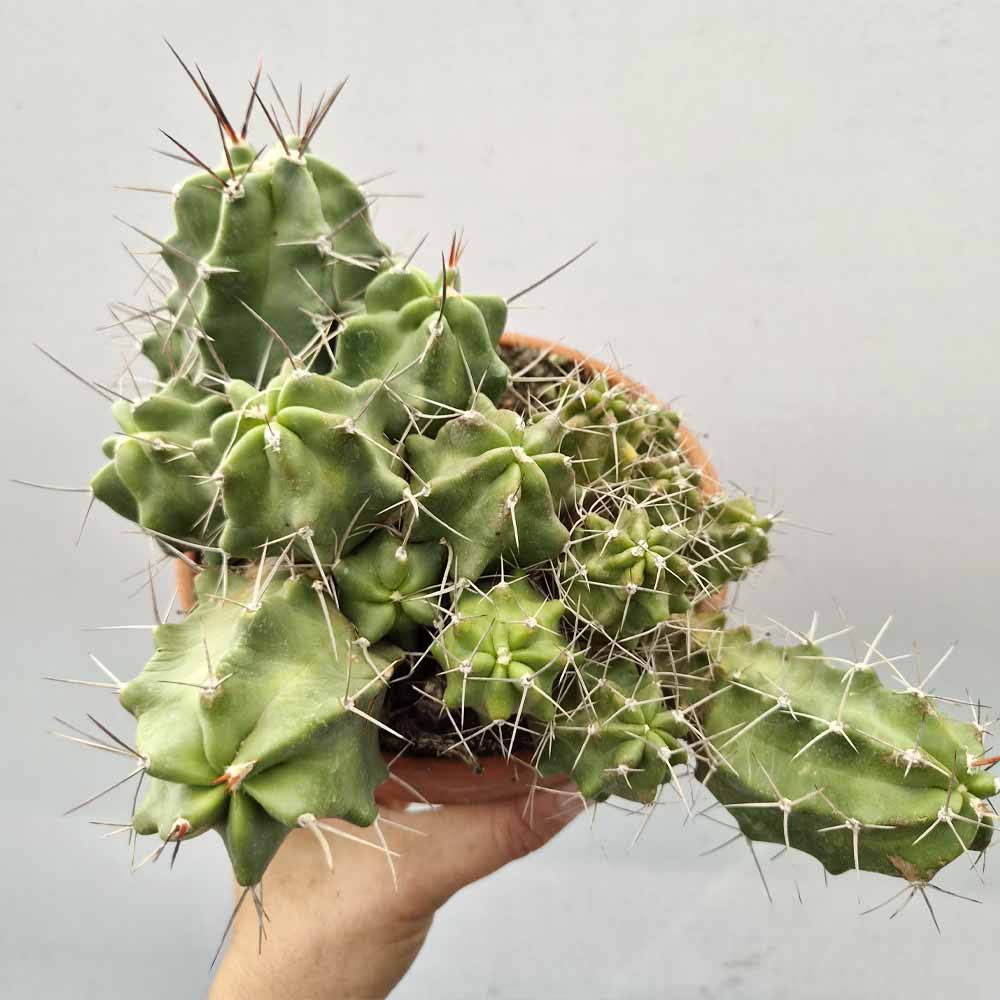echinocereus triglochidiatus