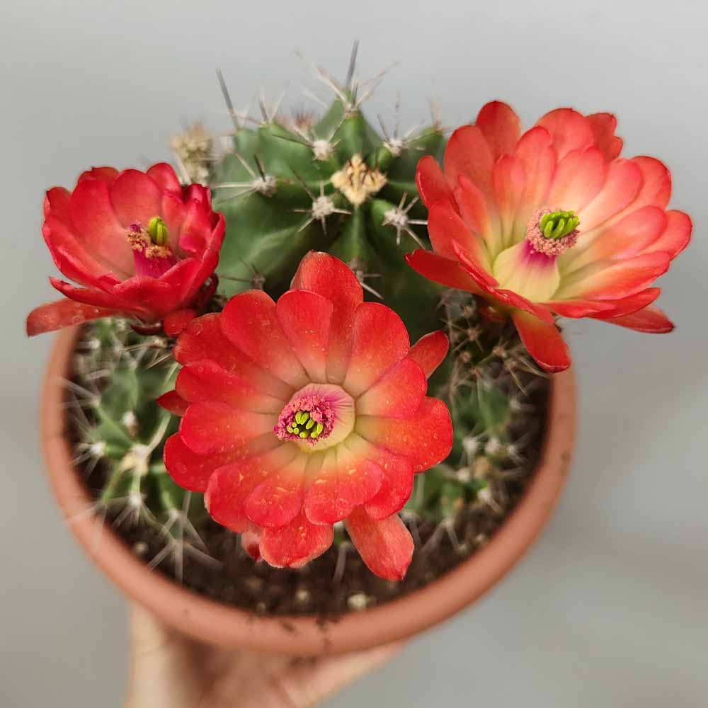 echinocereus triglochidiatus fiore