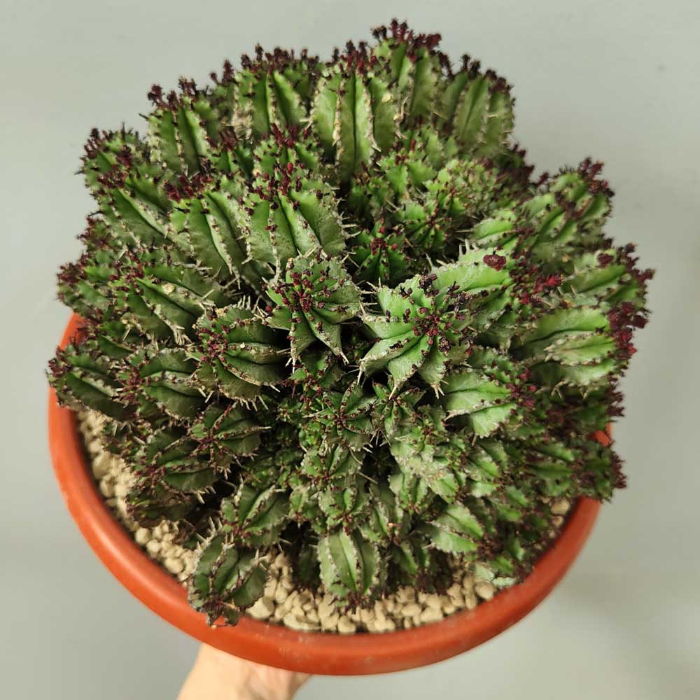 euphorbia horrida