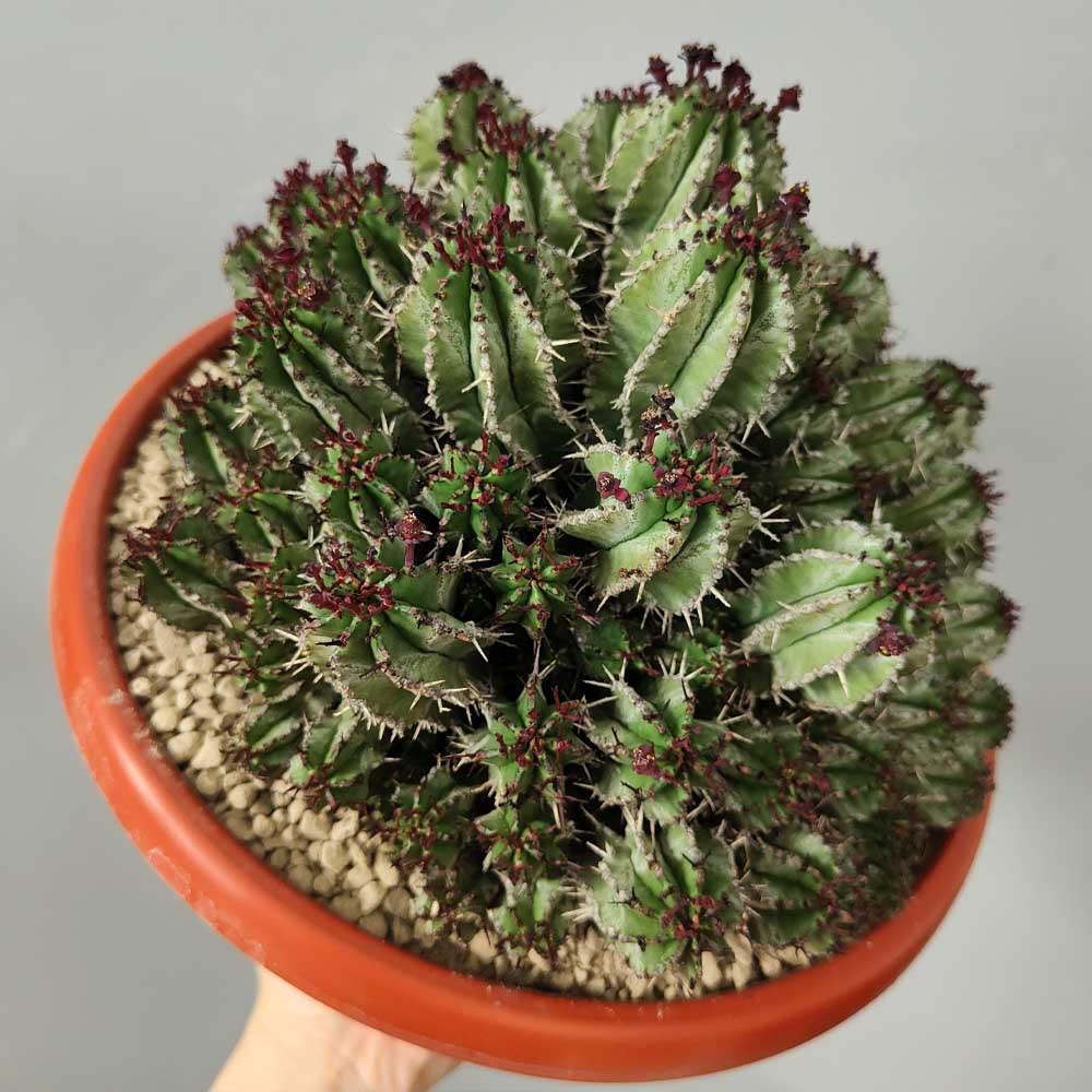 euphorbia horrida