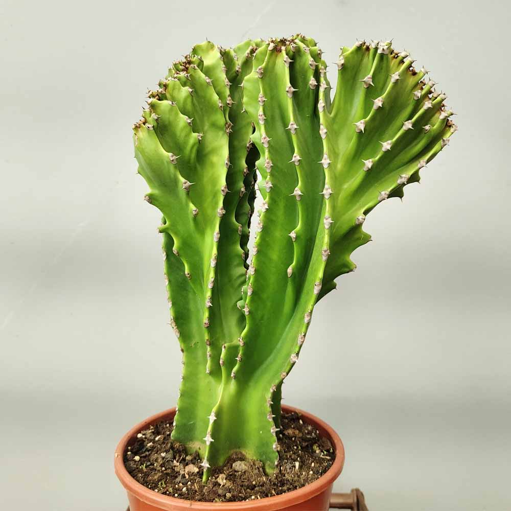 euphorbia ingens crestata
