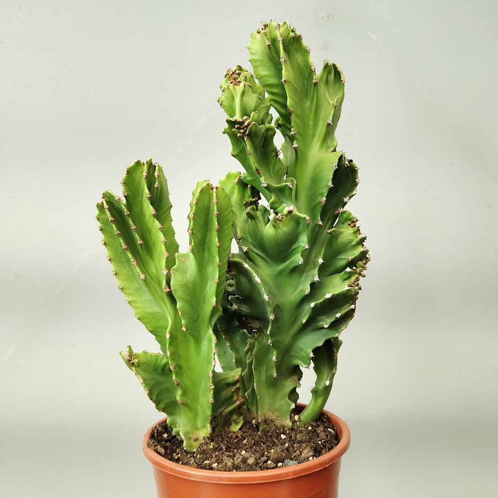 euphorbia ingens crestata cactus