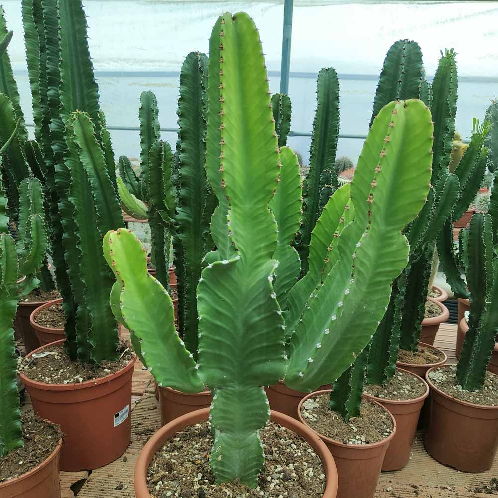euphorbia ingens pianta