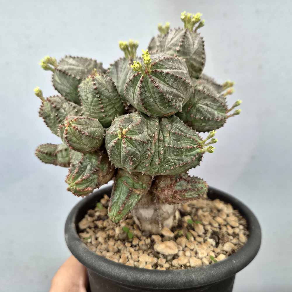 euphorbia pseudoglobosa pianta