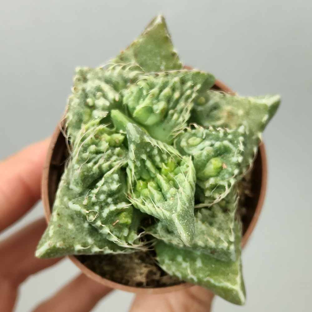faucaria sp