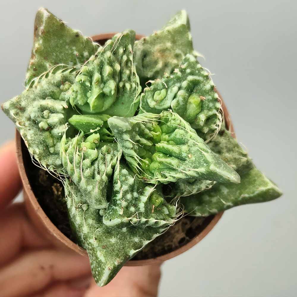 faucaria super warty