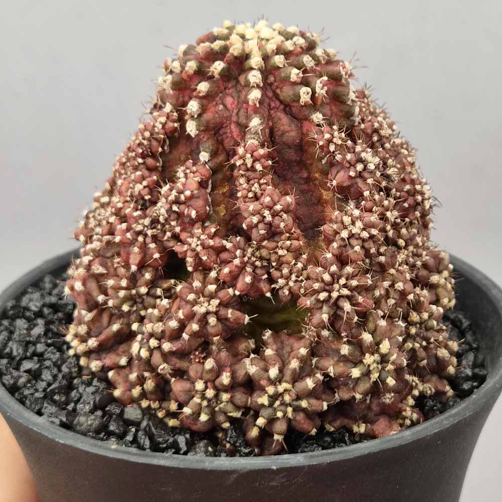 gymnocalycium godji t-rex