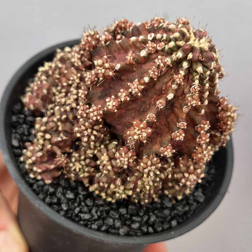 gymnocalycium godji t-rex cactus