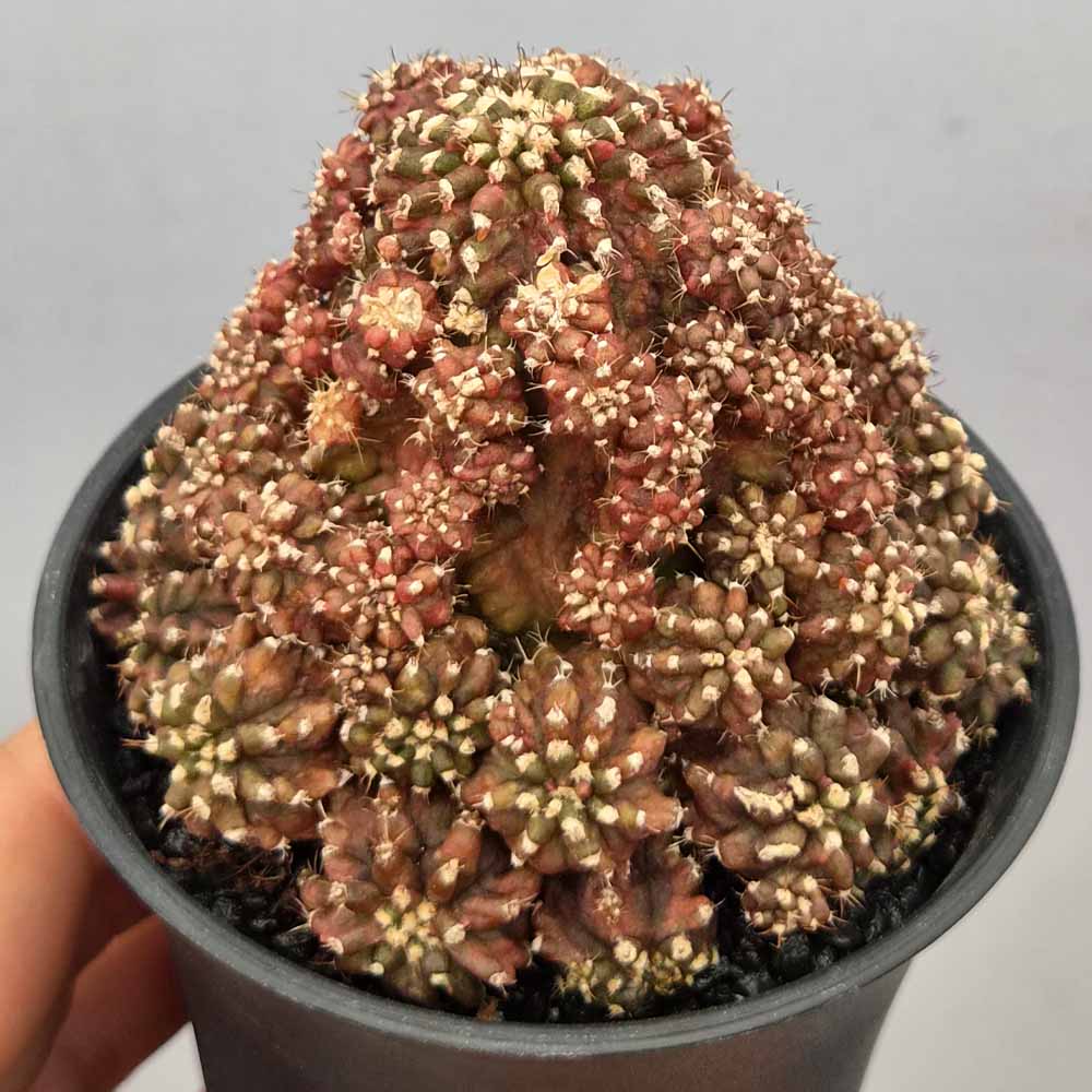 gymnocalycium godji t-rex pianta