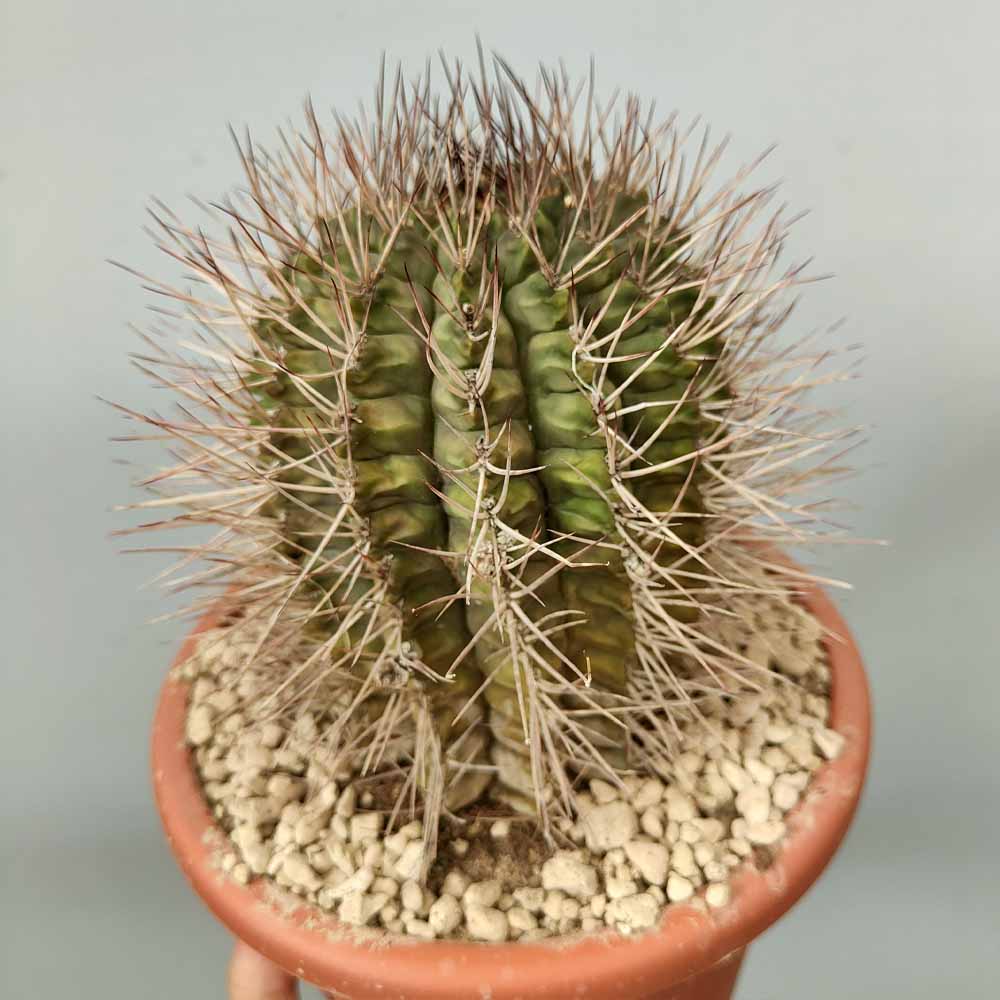 gymnocalycium pungens cactus