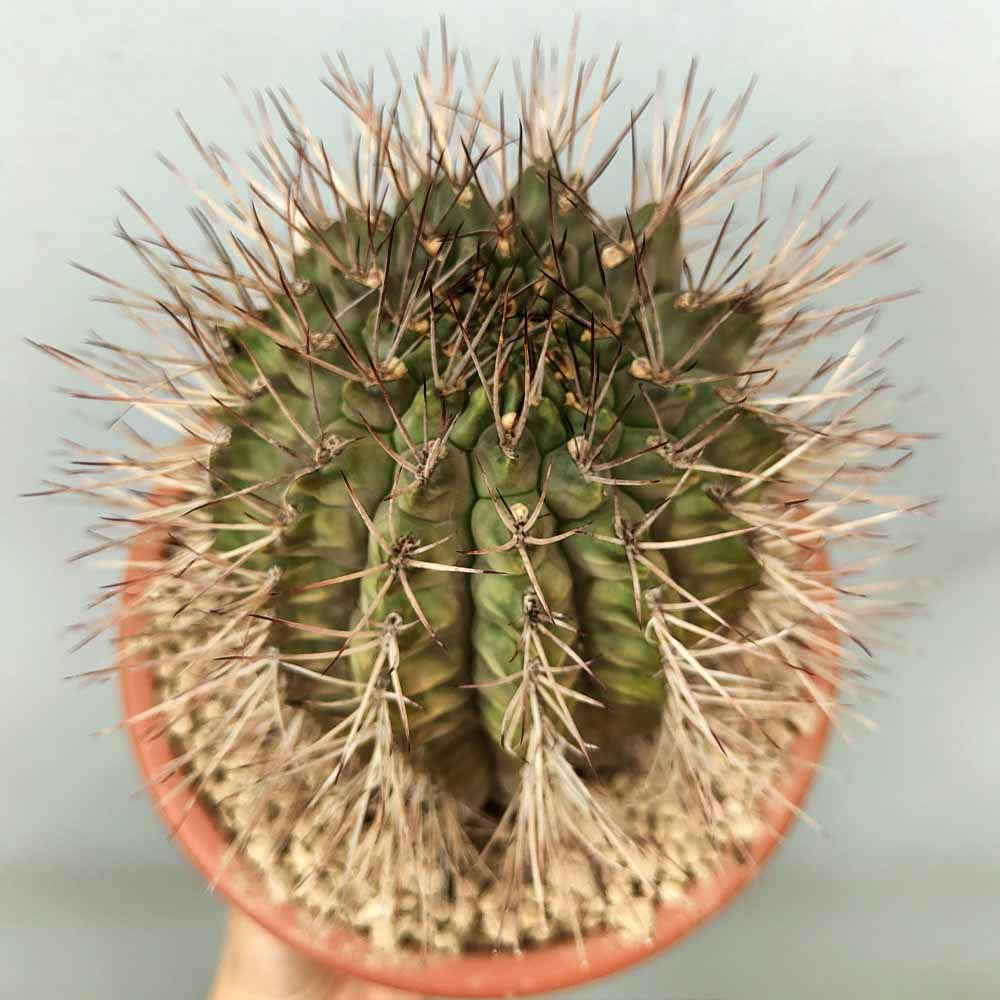gymnocalycium pungens pianta