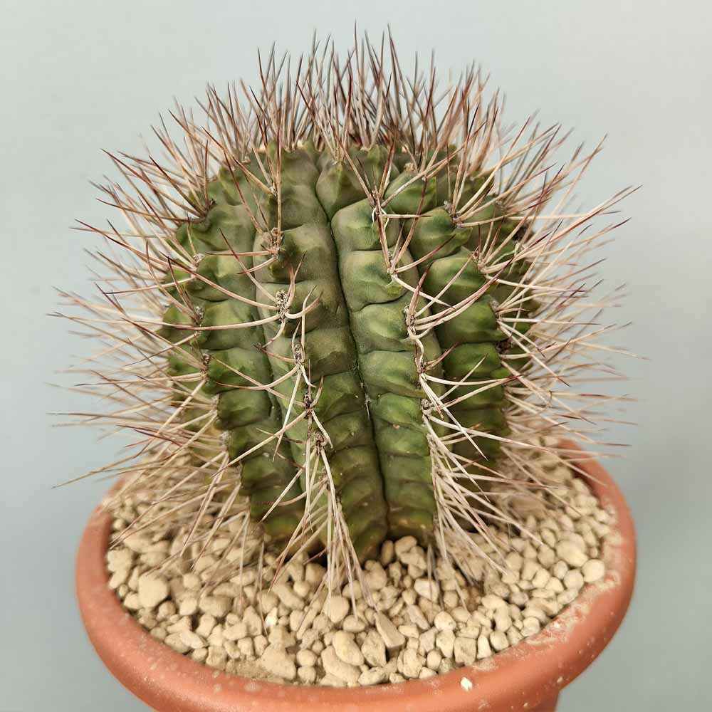 gymnocalycium pungens