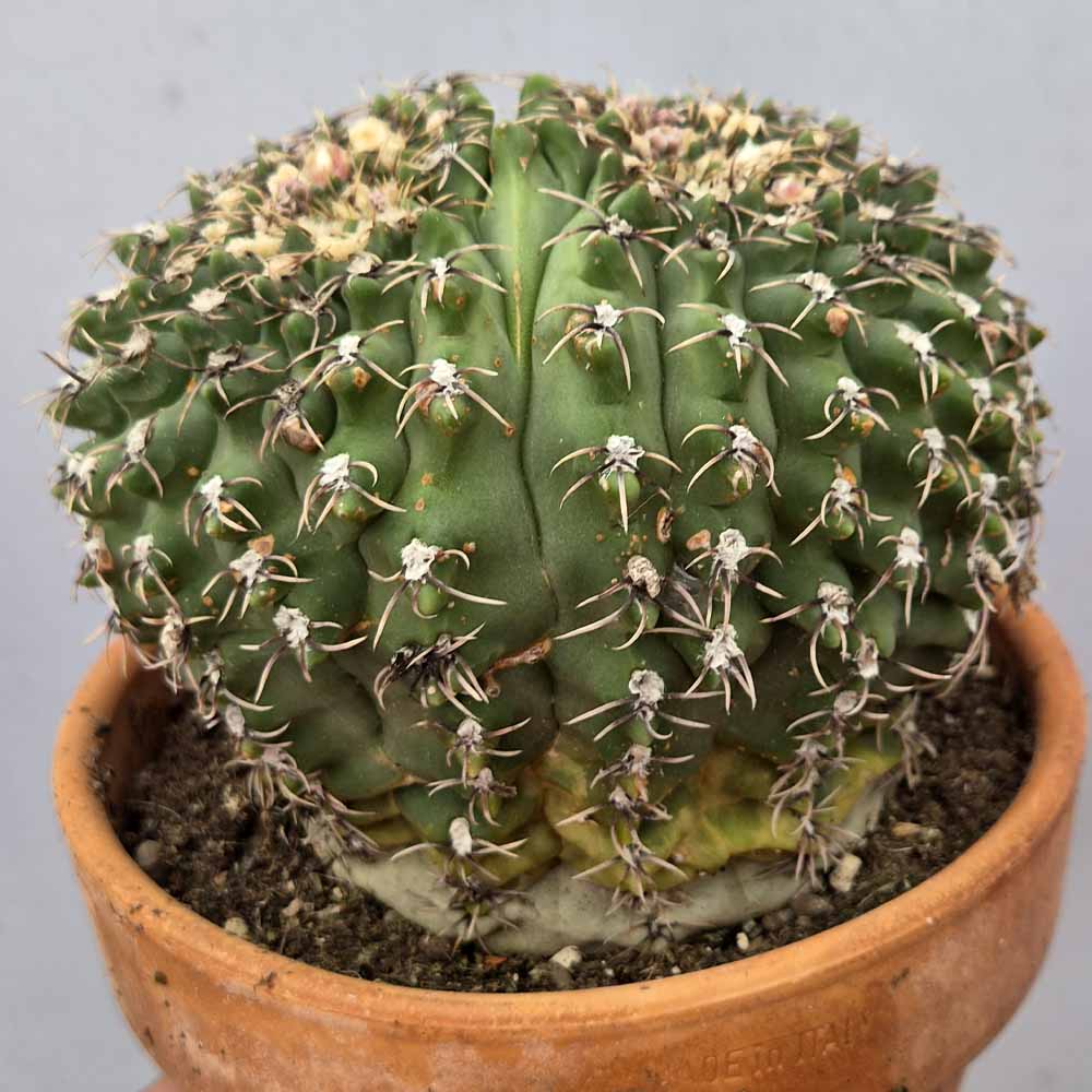 gymnocalycium quehlianum bicefalo cactus