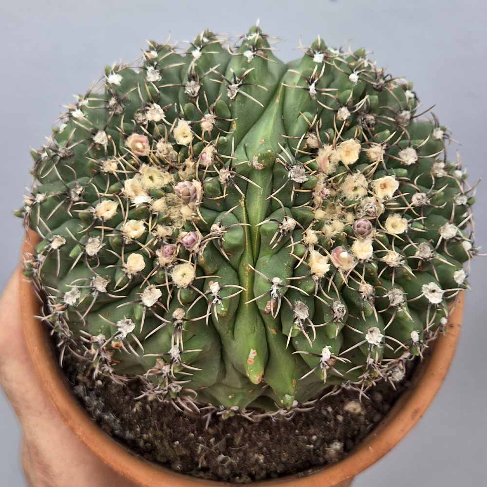 gymnocalycium quehlianum bicefalo