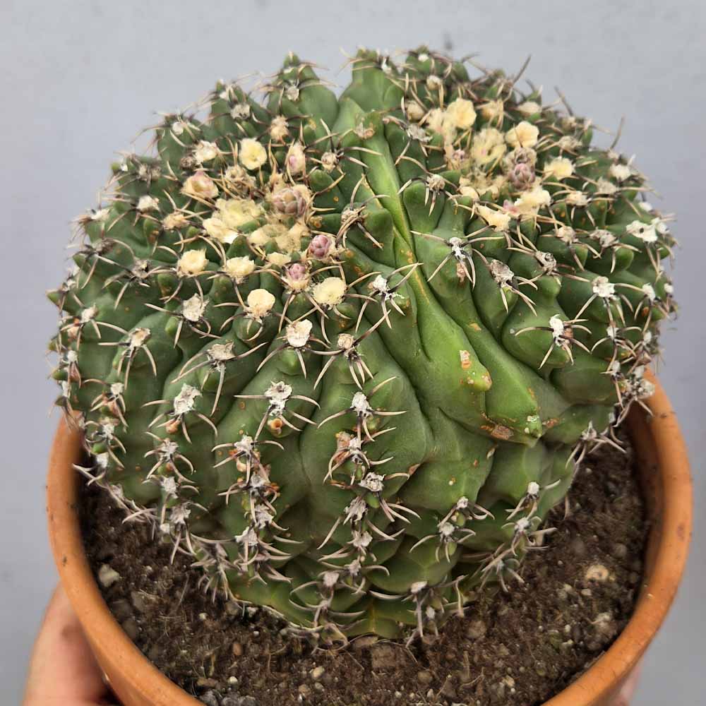 gymnocalycium quehlianum cactus