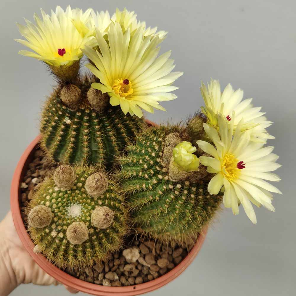 notocactus succineus fiore