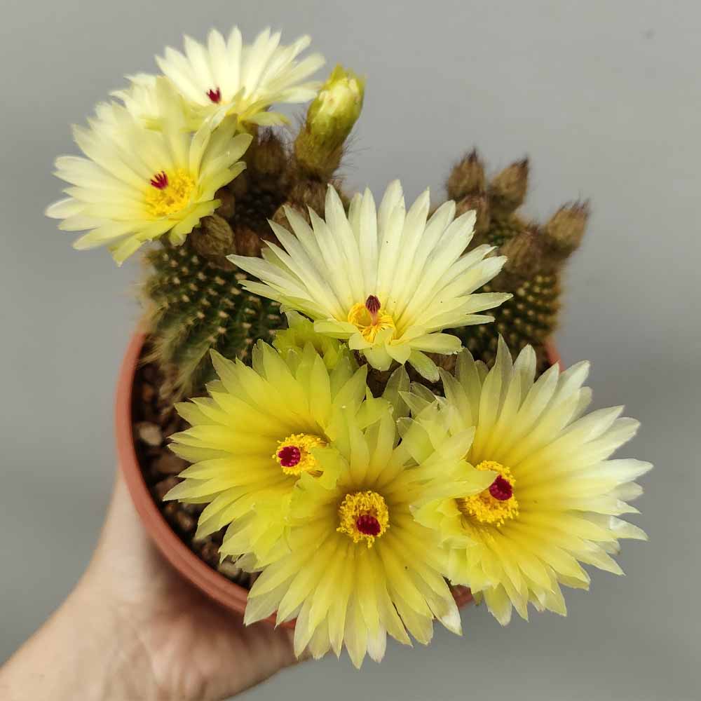 notocactus succineus