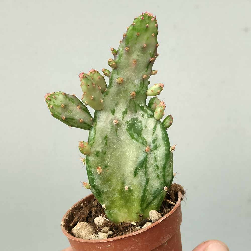 opuntia monacantha variegata cactus