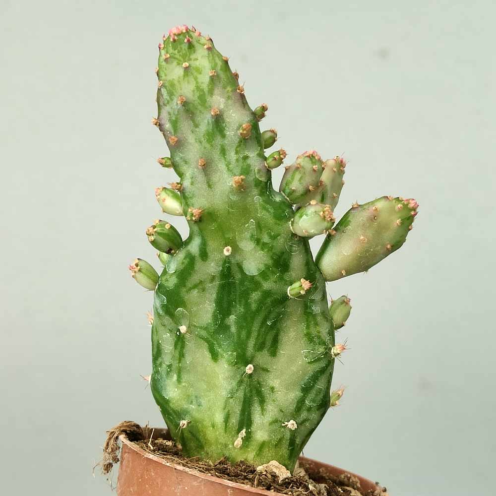 opuntia monacantha variegata