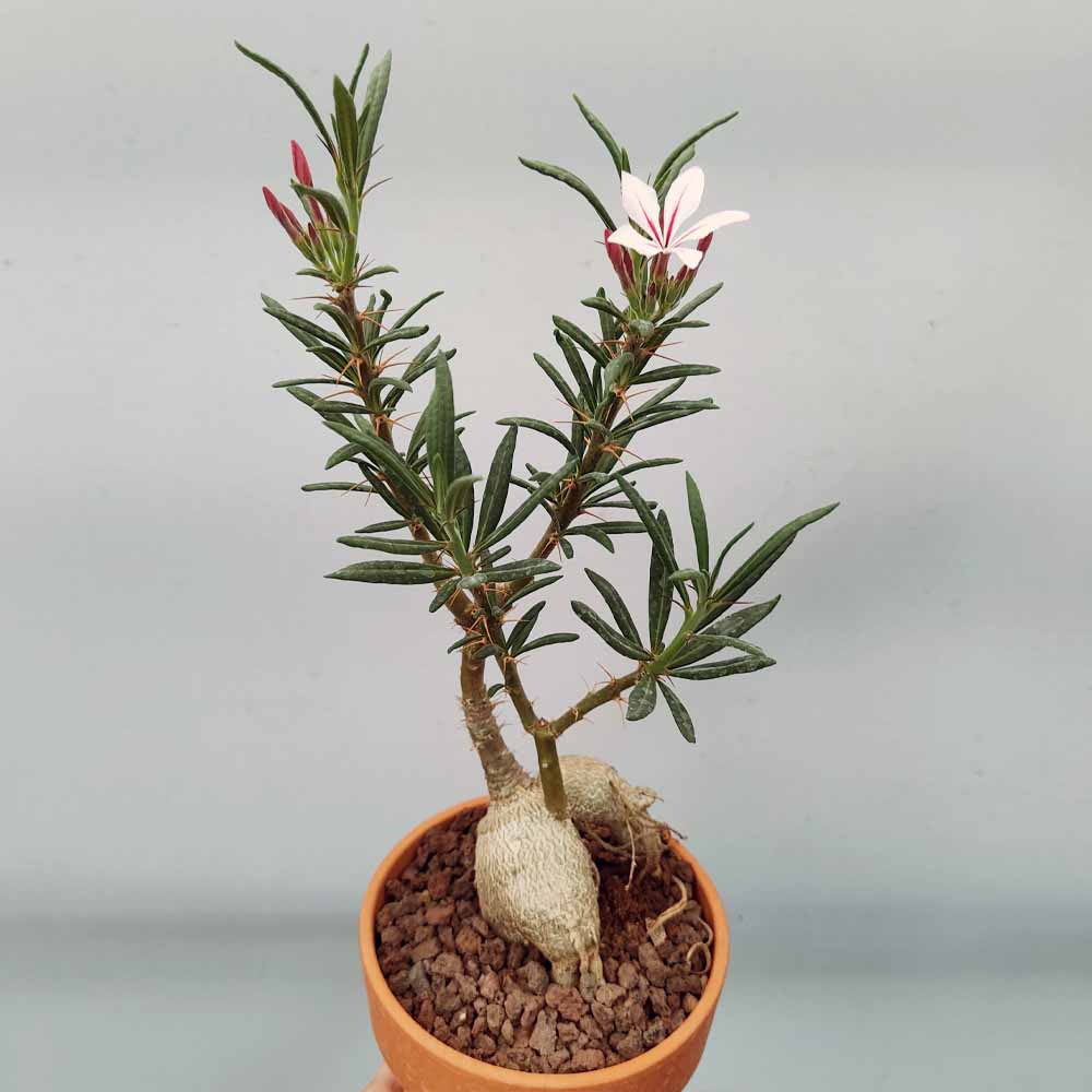 pachypodium succulentum cactus