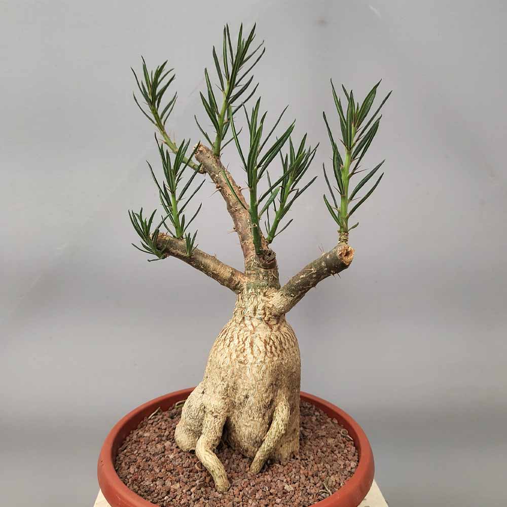 pachypodium succulentum cactus