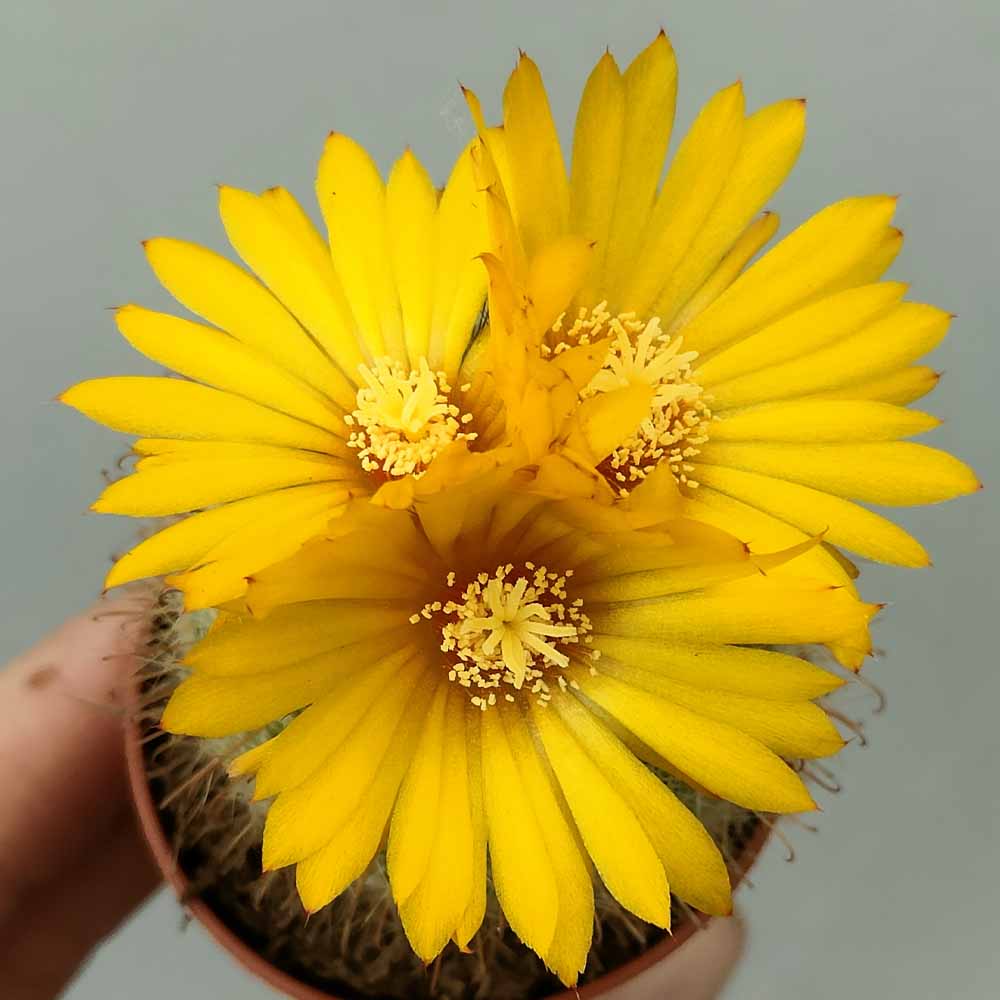 parodia microsperma fiore