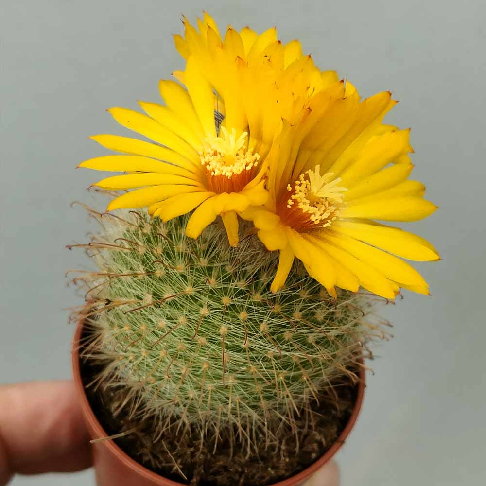 parodia microsperma