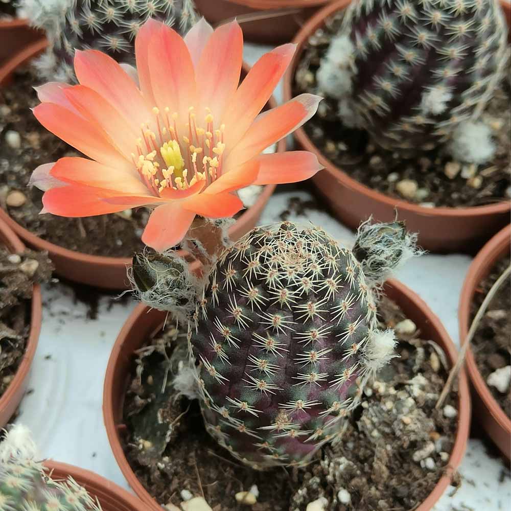 rebutia pygmaea FIORE