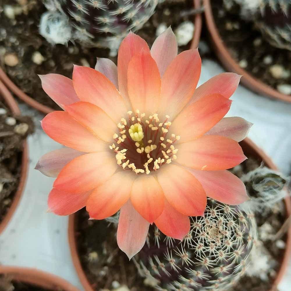 rebutia pygmaea