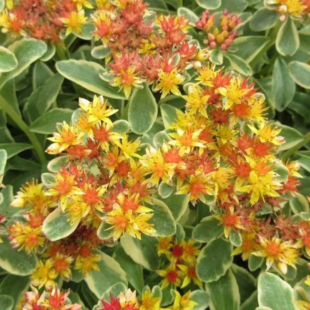 sedum kamtschaticum variegatum