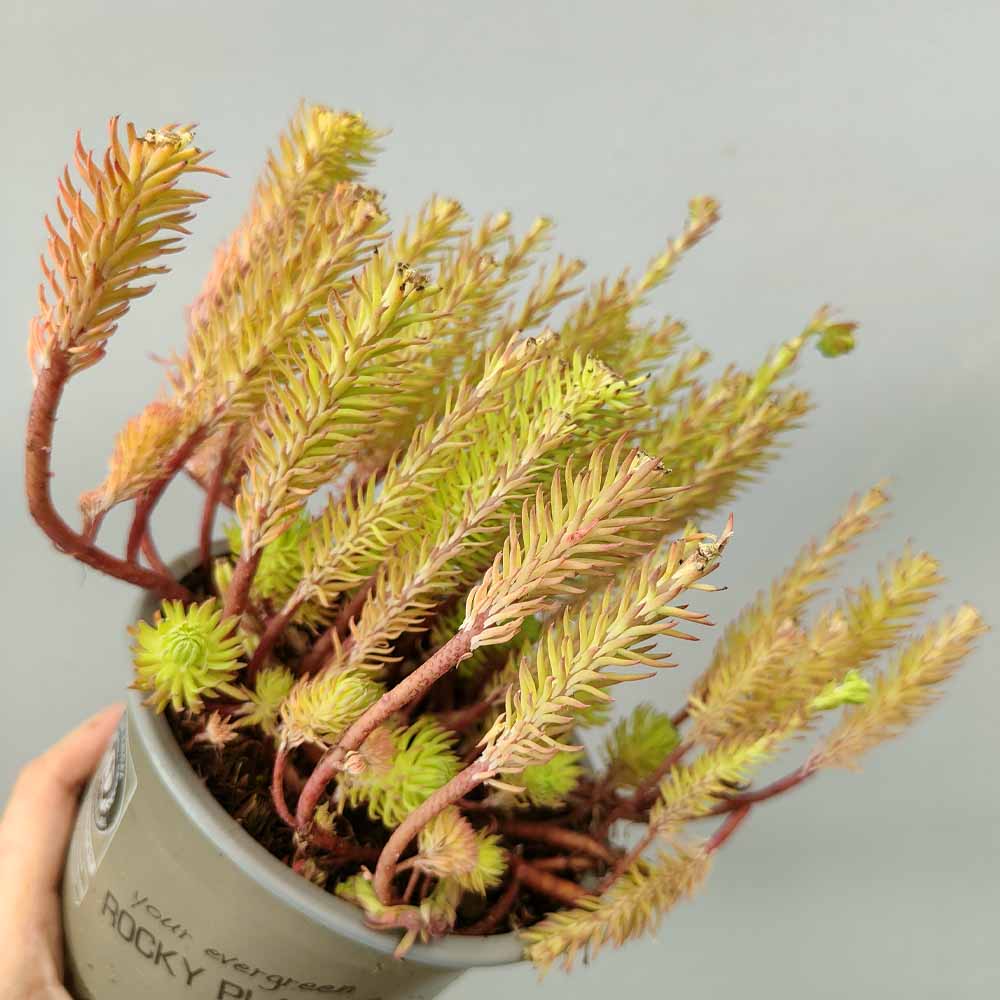 sedum rice creek