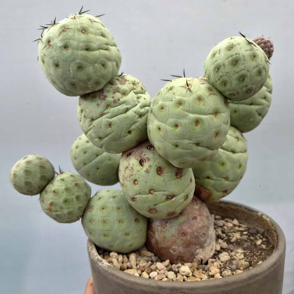 tephrocactus geometricus